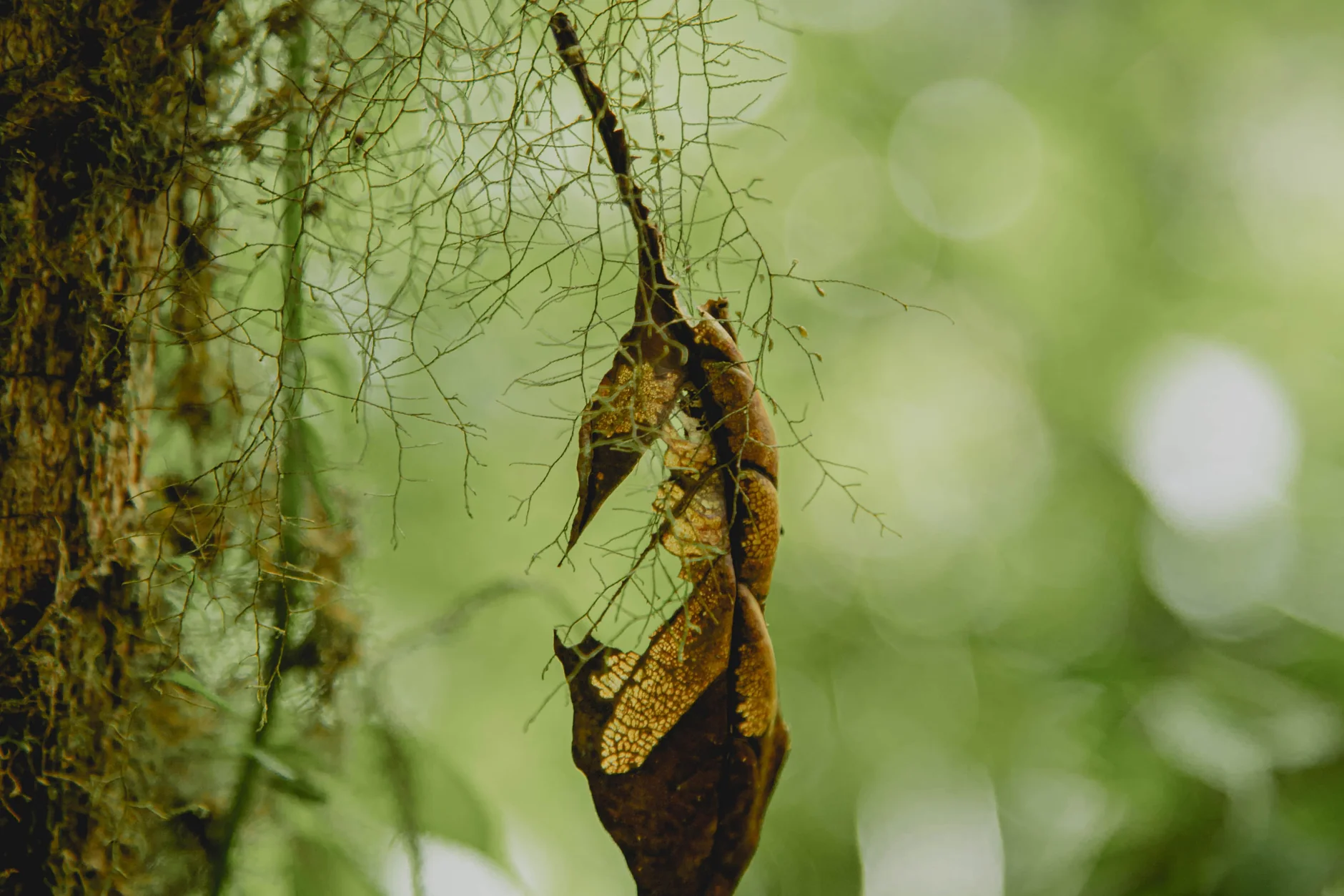 A dry leaf hanging among mossy strands in Monteverde’s forest