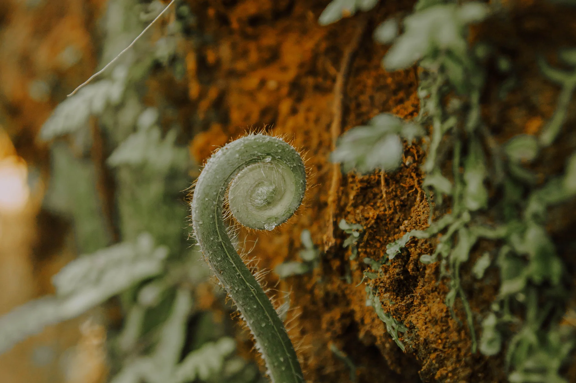 An unfurling fern frond beside a mossy trunk in Monteverde