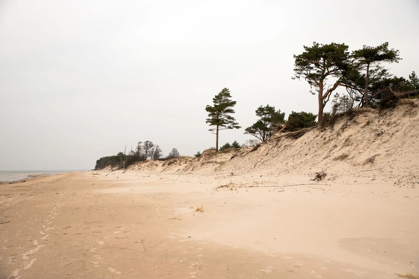 Sandy Liepāja coastline beneath pine trees and an overcast sky